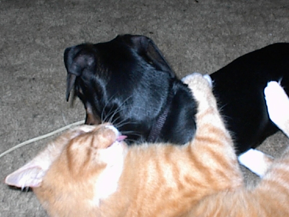 brotherlylove.jpg