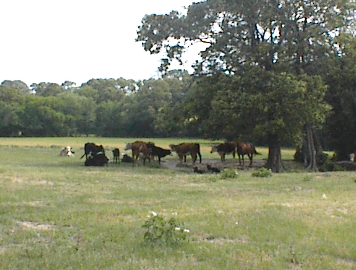 herd.jpg
