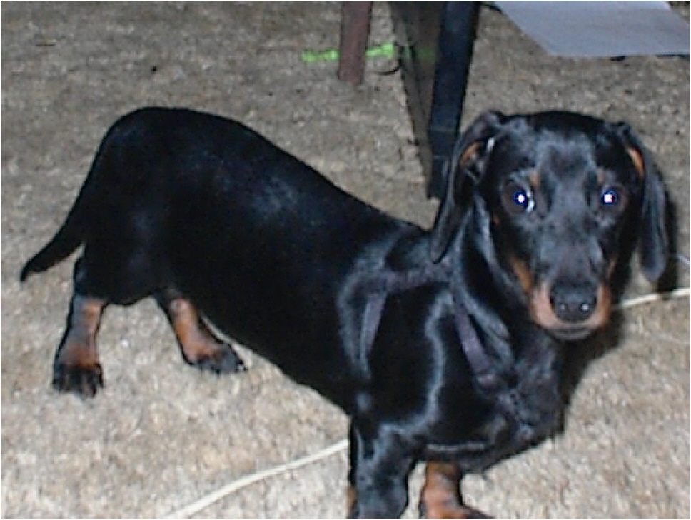 scooby.jpg