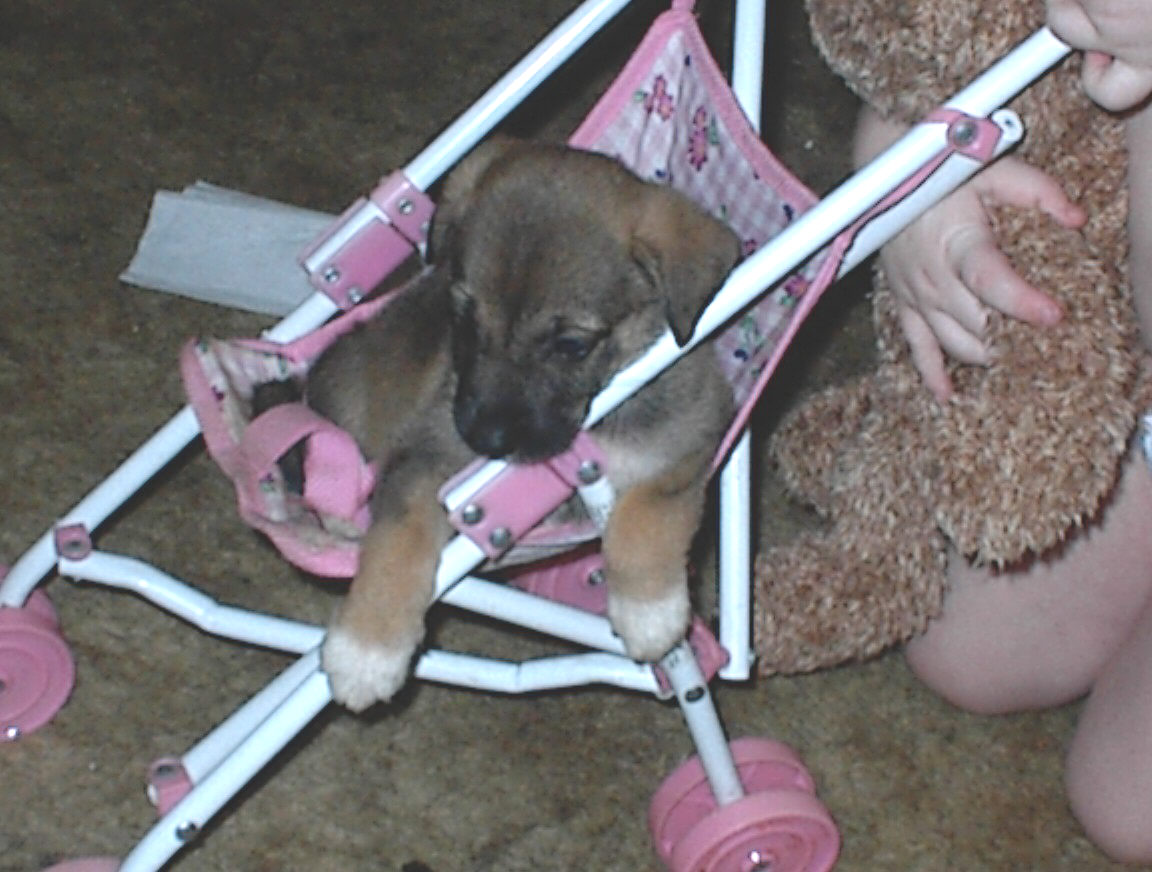 sissyinstroller.jpg