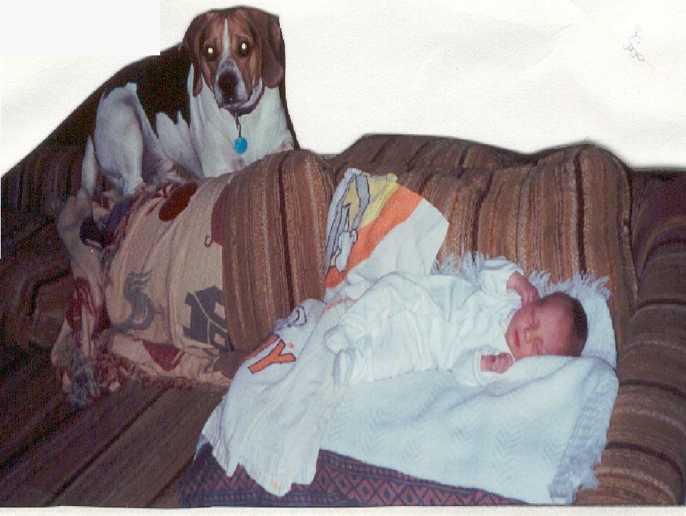 BaileytheBeagle; Actual size=240 pixels wide